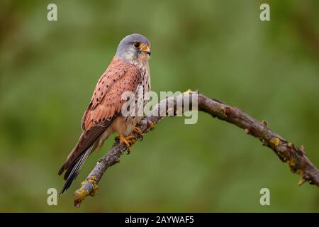 Eurasian Kestrel - Falco tinnunculus, bel rapace di foresta europea e asiatica, Hortobagy, Ungheria. Foto Stock