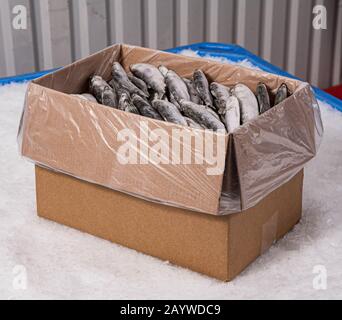 Una scatola di cartone con un sacchetto di plastica sul ghiaccio pieno di pesce. La produzione di sardine. Mercato del pesce. Foto Stock