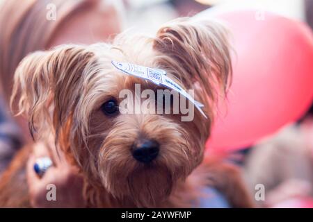 I dimostranti si riuniscono durante un rally con il movimento "ardines" in Piazza Santi Apostoli a Roma, Italia. Foto Stock