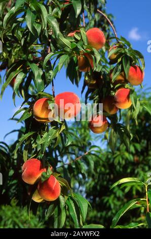 Frutti di pesche mature su un ramo, Provenza, Francia Foto Stock