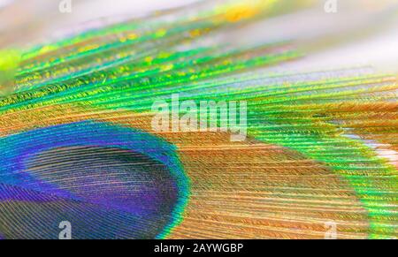 primo piano di pavone indiano texture coda colorata e patterns.pavone coda piume sfondo. Foto Stock