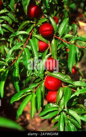 Nettarine In Provenza, Francia Foto Stock