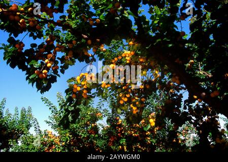 Apricots trees in Provence, France Foto Stock