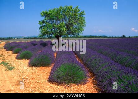 Olivo in un campo di lavanda, Plateau de Valensole, Alpes de Haute Provence, Provence-Alpes-Côte d'Azur, Francia Foto Stock