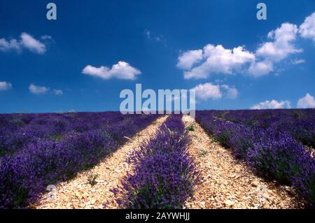 Alba sui campi di lavanda in Provenza, Francia Foto Stock