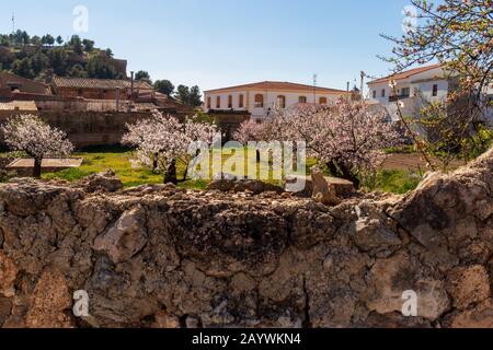 Prunus Dulcis, Almond Tree Con Fiore Rosa Foto Stock