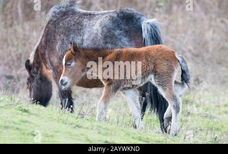 Carnegdau foal Foto Stock