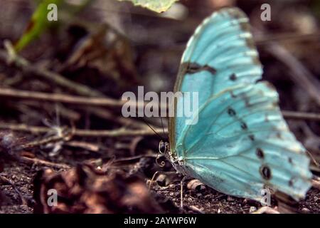 Primo piano di una farfalla argentina di bandiera (Morpho epistrophus argentinus). Insetto bello nel loro habitat naturale. Foto Stock