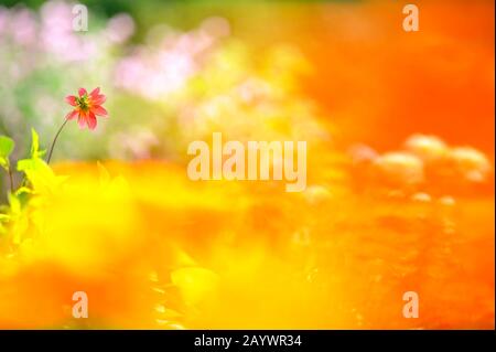 Dahlia fiore. Messa a fuoco selettiva e profondità di campo bassa. Foto Stock