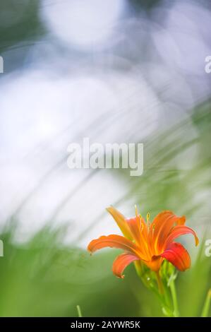 Rosso giorno fiore, sfondo sfocato, bella bokeh. Gaylily rosso Hemerocallis fiore closeup. Foto Stock