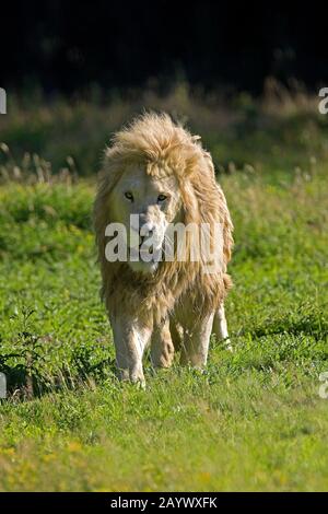 WHITE LION panthera leo krugensis Foto Stock