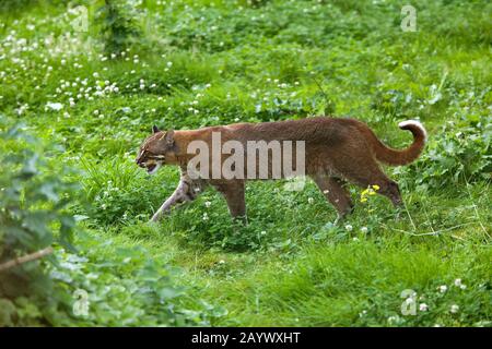 ASIAN GOLDEN CAT O TEMMINK'S CAT catopuma temmincki Foto Stock