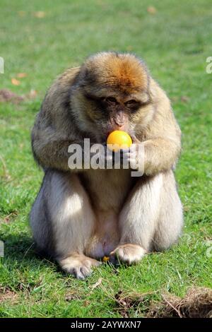 scimmia mangiare frutta Foto Stock