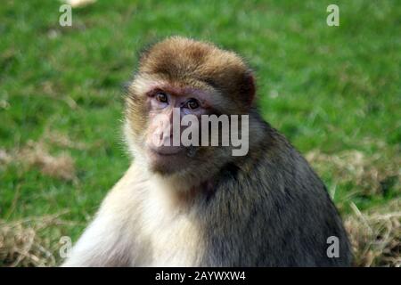 ritratto di una scimmia Foto Stock