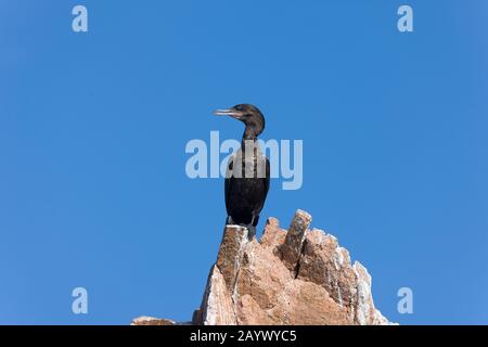 Cormorano neotropico o Olivaceo, falacrocorax brasilianus, Adult standing on Rocks, Isole Ballestas presso La Riserva Paracas in Perù Foto Stock