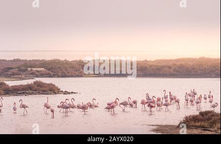 Grande gruppo fenicottero al Parco Naturale del Delta dell'Ebro. Foto Stock