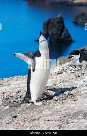 Pinguini di Cintrap (Pygoscelis antarcticus) allevamento su Baily Head, Deception Island, Antartide. Il numero di uccelli riproduttori è sceso da 100.000 Foto Stock