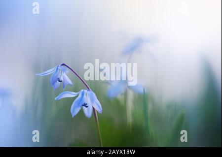 Blu Scilla, Siberiana (Scilla siberica) fiore primaverile Foto Stock