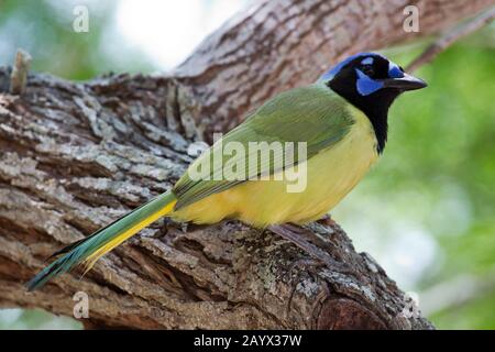 Green Jay, Cyanocorax Yncas, Adulto, Estero Llano State Park, Weslaco, Texas, Stati Uniti Foto Stock