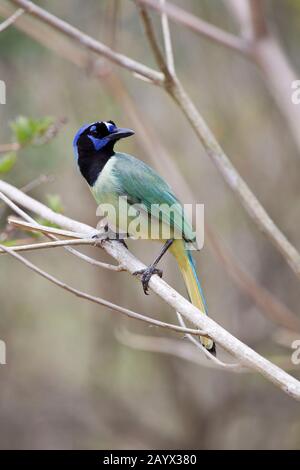 Green Jay, Cyanocorax Yncas, Adulto, Estero Llano State Park, Weslaco, Texas, Stati Uniti Foto Stock