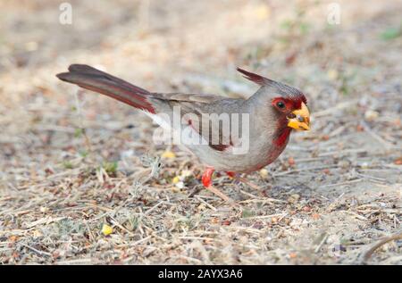 Pirrhuloxia, Cardinalis sinuatus, maschio al Falcon state Park, Texas, Stati Uniti Foto Stock