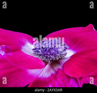 singolo isolato rosa bianco anemone interno fiore fantasia macro su sfondo nero, ancora vita fine arte primo piano di una grande fioritura aperta Foto Stock