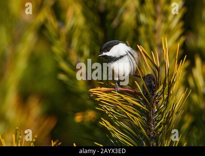 Chickadee Con Tappo Nero (Poecile Atricapillus), Cherry Hill, Nova Scotia, Canada, Foto Stock