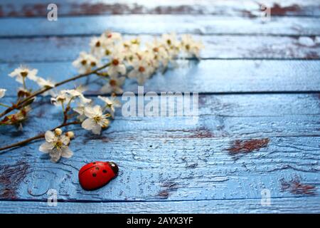 L'immagine mostra i saluti floreali con un ladybird Foto Stock