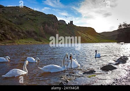 Holyrood Park, Edimburgo, Scozia, Regno Unito. 17th febbraio 2020. Sole e docce durante tutta la giornata con un vento frettoloso. Mute Swans su St. Margarets Loch, che è traboccato sul marciapiede a causa di una pioggia eccezionalmente pesante durante la notte. St Anthony's Chapel sullo sfondo Foto Stock