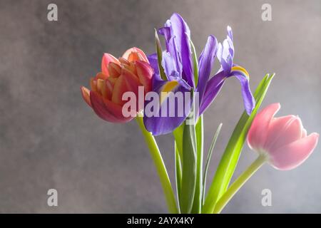 tulipani rossi e iridi viola in vaso bianco su sfondo grigio. Ancora vita nello stile del minimalismo. Composizione laconica. Congratulazioni per la giornata delle donne Foto Stock