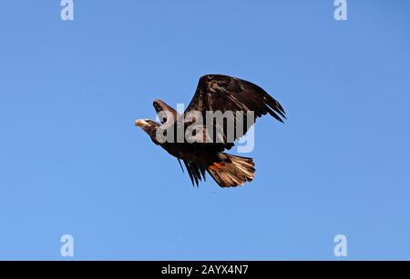 Aquila calva, Haliaeetus leucocephalus, immaturi in volo contro il cielo blu Foto Stock