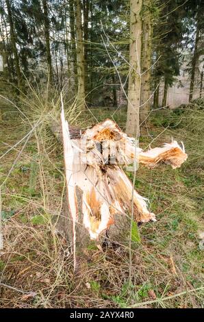 Rovesciato albero a schiaffo dopo una tempesta nel febbraio 2020 nei boschi della campagna Foto Stock