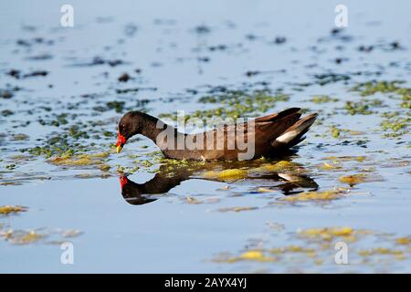 Moorhen comune o Moorhen europeo, gallinula chloropus, adulto in piedi Sull'Acqua, Normandia Foto Stock