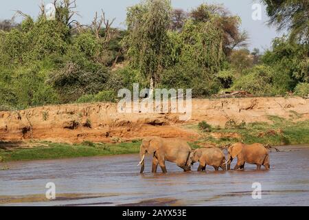 Elefante africano Loxodonta africana, femmina con vitello Varcando il fiume, Samburu Park in Kenya Foto Stock