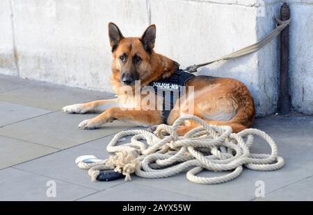 Londra, Inghilterra, Regno Unito. Cane alsaziano / tedesco Pastore legato a Trafalgar Square con un imbracatura Julius-K9 Foto Stock