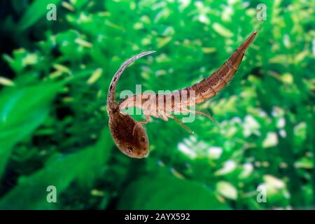 Grande Diving Beetle, dytiscus marginalis, larve di mangiare girino di rana, Normandia Foto Stock