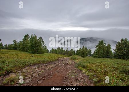 Sentiero escursionistico alto in montagna con nuvole e nebbia. Piccoli alberi di conifere, come l'abete rosso, crescono. Nuvoloso Foto Stock