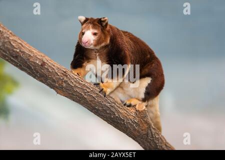 Matschie's Tree Kangaroo, dendrolagus matschiei, Adulti in piedi su Branch Foto Stock