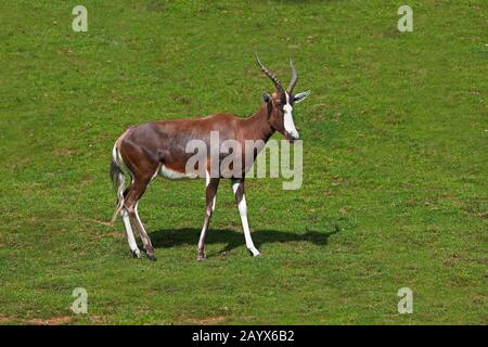 Blesbok Bontebok o, damaliscus pygargus phillipsi Foto Stock