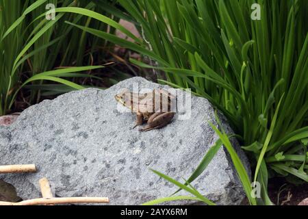 Primo piano di un Bullfrog americano seduto su una pietra di granito circondata da foglie di iride a Trevor, Wisconsin, Stati Uniti Foto Stock