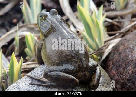 Una grande Bullfrog americana seduta su una roccia tra le foglie di iride in primavera a Trevor, Wisconsin, Stati Uniti Foto Stock
