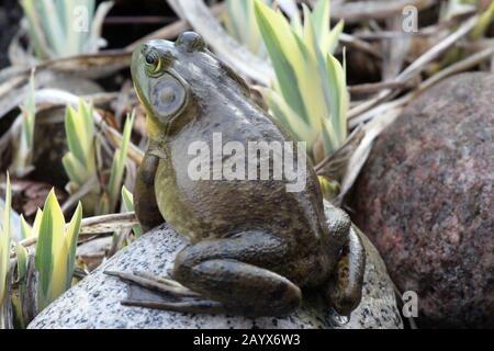 Una grande Bullfrog americana seduta su una roccia tra le foglie di iride in primavera a Trevor, Wisconsin, Stati Uniti Foto Stock
