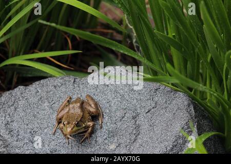 Primo piano di un Bullfrog americano seduto su una pietra di granito circondata da foglie di iride utilizzando una messa a fuoco morbida a Trevor, Wisconsin, Stati Uniti Foto Stock