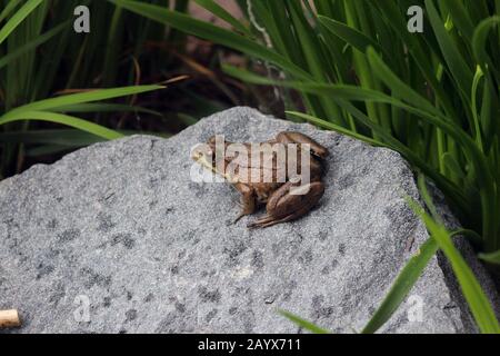Primo piano di un Bullfrog americano seduto su una pietra di granito circondata da foglie di iride a Trevor, Wisconsin, Stati Uniti Foto Stock