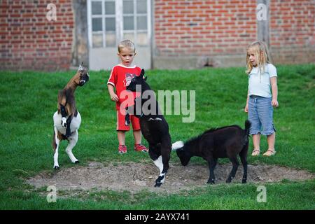 I bambini con capre nane, Capra hircus, Zoo in Normandia Foto Stock