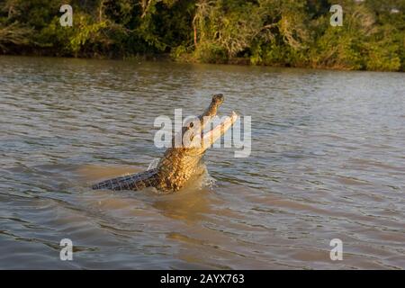 Caiman spettacolare, caiman crocodilus, Adulti Jumping, Los Lianos in Venezuela Foto Stock