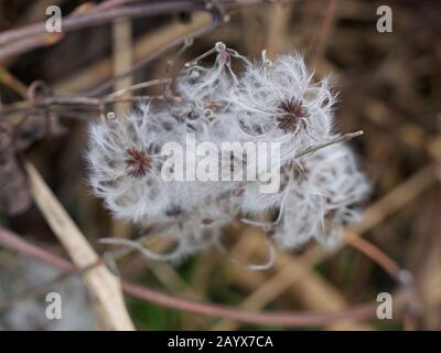 Pods di seme di piuma che aspettano essere dispersi dal vento Foto Stock