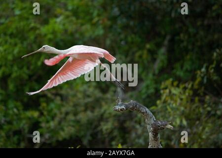 Roseatte Spoonbill, platalea ajaja, Adulti in volo, Decollo da Branch, Los Lianos in Venezuela Foto Stock