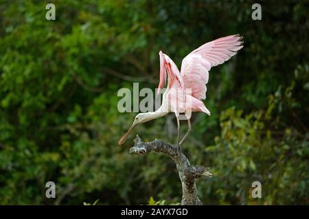 Roseatte Spoonbill, platalea ajaja, Adulti in volo, Decollo da Branch, Los Lianos in Venezuela Foto Stock