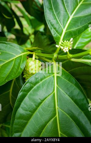 Frutta e fiori su un albero Noni (Morinda citrifolia) vicino al villaggio di pescatori di Charlotteville sull'isola caraibica di Tobago. Foto Stock